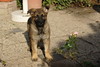 windmill > Kees 8 wk