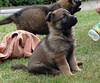 windmill > Kees van de Zeelberg, 5 weeks old