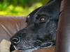 windmill > Witchy van Soeburcht, BH, VZH, IPO1, SpH2 
She is my tracking dog, 10 years old now. A sweet girl and she loves to work. Tracking is her favorite and she is so good at it. A very good and reliable working German Shepherd, she is retired now and enjoys her quiet days at home with me.