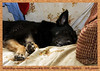 windmill > Witchy van Soeburcht, 10 years old, retired tracking dog. She is a wonderful dog  and my friend