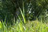windmill > Riet
