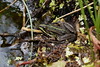 windmill > My garden pond has many frogs and toads