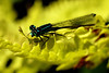 Macro : Photo's taken with the  Sony 50mm 2.8 Macro lens
